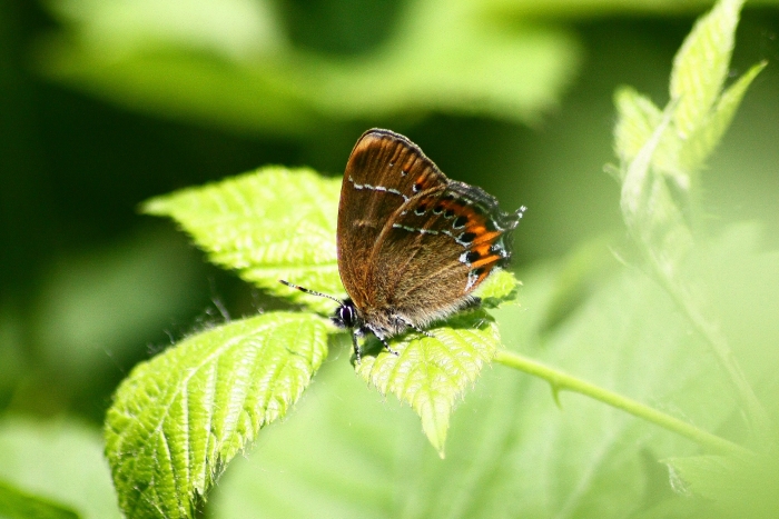 Theclinae del Parco del Ticino